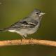 Descripción: Pinzon azul (Fringilla teydea)