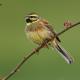 Descripción: Escribano soteño (Emberiza cirlus)