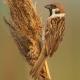 Descripción: Gorrion molinero (Passer montanus)
