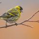 Lugano (Carduelis spinus)