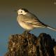 Descripción: Lavandera blanca (Motacilla alba)