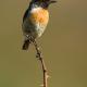 Descripción: Tarabilla común (Saxicola torquata)