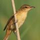 Descripción: Carricero tordal (Acrocephalus arundinaceus)