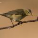 Descripción: B) Mosquitero musical