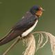 Descripción: Golondrina comun (Hirundo rustica)