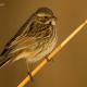 Descripción: Escribano palustre (Emberiza schoeniclus).