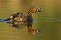 Zampullin chico ( Tachybaptus ruficollis )