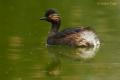 Zampullin cuellinegro (Podiceps nigricollis)