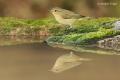 Mosquitero común (Phylloscopus collybita)