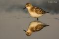 Correlimos menudo (Calidris minuta)