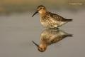 Correlimos común (Calidris alpina)