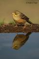 Escribano hortelano (Emberiza hortulana).