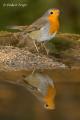 Petirrojo (Erithacus rubecula)