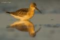 Correlimos zarapitin (Calidris ferruginea)