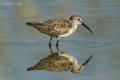 Correlimos zarapitin (Calidris ferruginea)