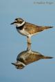 Chorlitejo chico (Charadrius dubius)