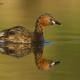 Zampullin chico ( Tachybaptus ruficollis )