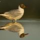 Descripción: Gaviota reidora ( Larus ridibundus )