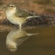 Descripción: Mosquitero común (Phylloscopus collybita)