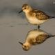 Descripción: Correlimos menudo (Calidris minuta)