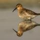 Descripción: Correlimos común (Calidris alpina)