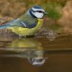 Descripción: Herrerillo común (Parus caeruleus)