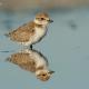 Descripción: Chorlitejo patinegro (Charadrius alexandrinus)