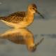 Descripción: Correlimos zarapitin (Calidris ferruginea)