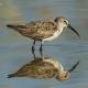 Descripción: Correlimos zarapitin (Calidris ferruginea)