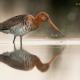 Aguja colinegra (Limosa limosa)