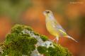 Verderon (Carduelis chloris)