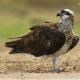 Aguila pescadora (Pandion haliaetus)