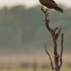 Descripción: Aguila pescadora (Pandion haliaetus)