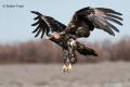 Águila imperial Ibérica (Aquila adalberti)