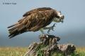 Aguila pescadora (Pandion haliaetus)