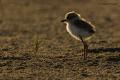 Chorlitejo patinegro (Charadrius alexandrinus)