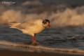 Gaviota cabecinegra (Larus melanocephalus)