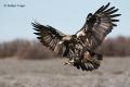 Águila imperial Ibérica (Aquila adalberti)