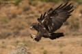 Águila real (Aguila chrysaetos)