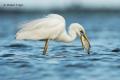 Garceta grande (Egretta alba)