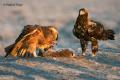 Águila imperial Ibérica (Aquila adalberti)