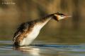 Somormujo lavando (Podiceps cristatus)