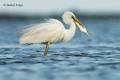 Garceta grande (Egretta alba)