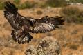 Águila real (Aguila chrysaetos)