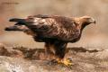 Águila real (Aguila chrysaetos)