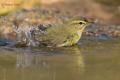 Mosquitero común (Phylloscopus collybita)