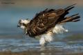 Aguila pescadora (Pandion haliaetus)