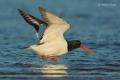 Ostrero (Haematopus ostralegus)