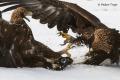 Pelea de Aguila reales