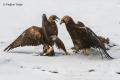 Pelea de Aguila reales